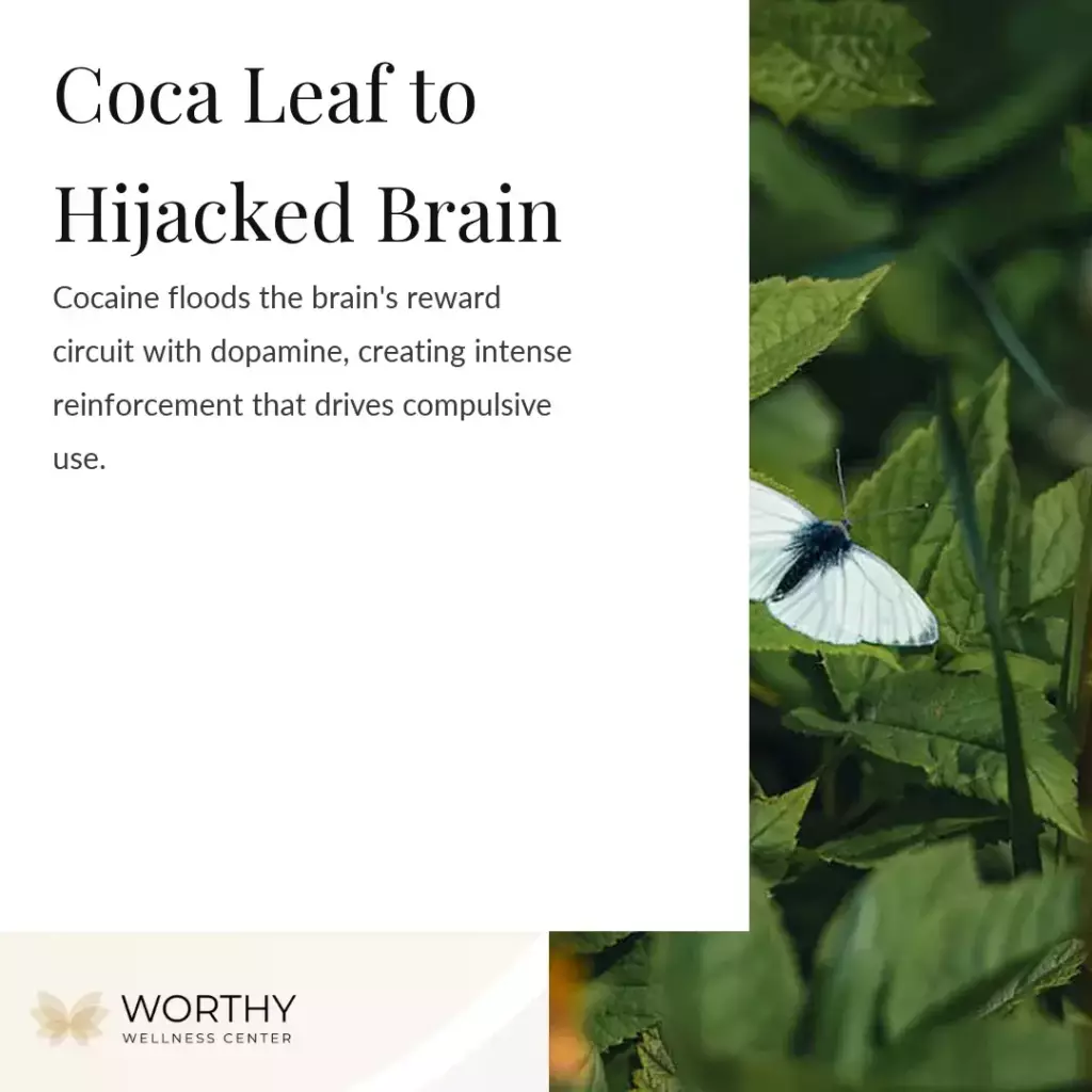 Cocaine: Definitions, Effects, Overdose, Addiction & Treatment 1 what is cocaine and how does it work